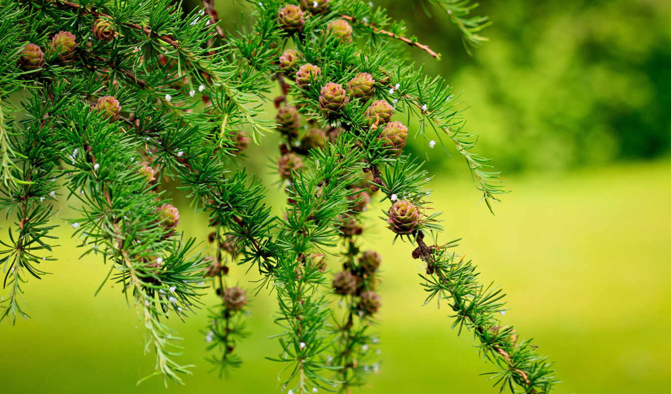 green, branch, small, different, zombie, needles, spruce, bumps, cones, Christmas tree