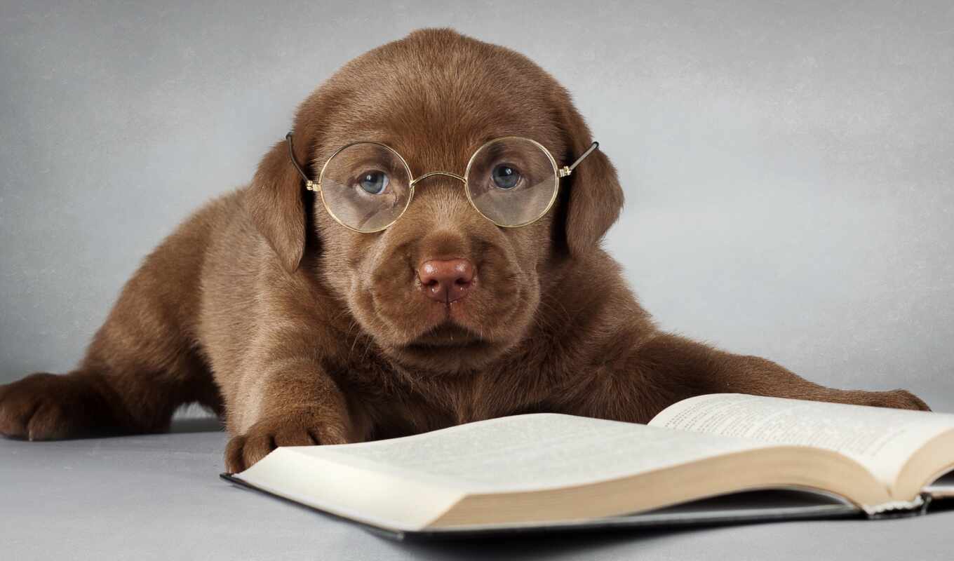 книга, собака, очки, щенок, labrador, друг, retriever, лабрадора