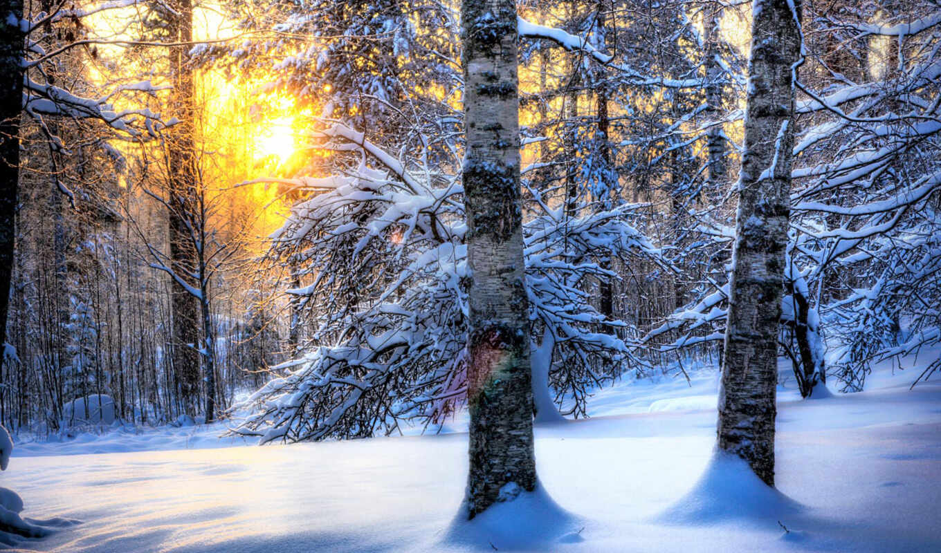 winter, лес, красавица, яndex, сказочный, коллекцию, посмотрите, зимнего, коллекциях, леса