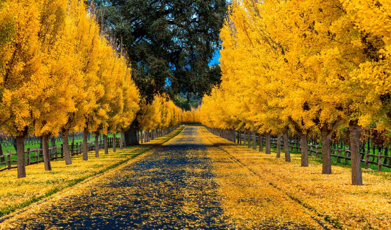 природа, лист, дерево, золотистый, осень, yellow