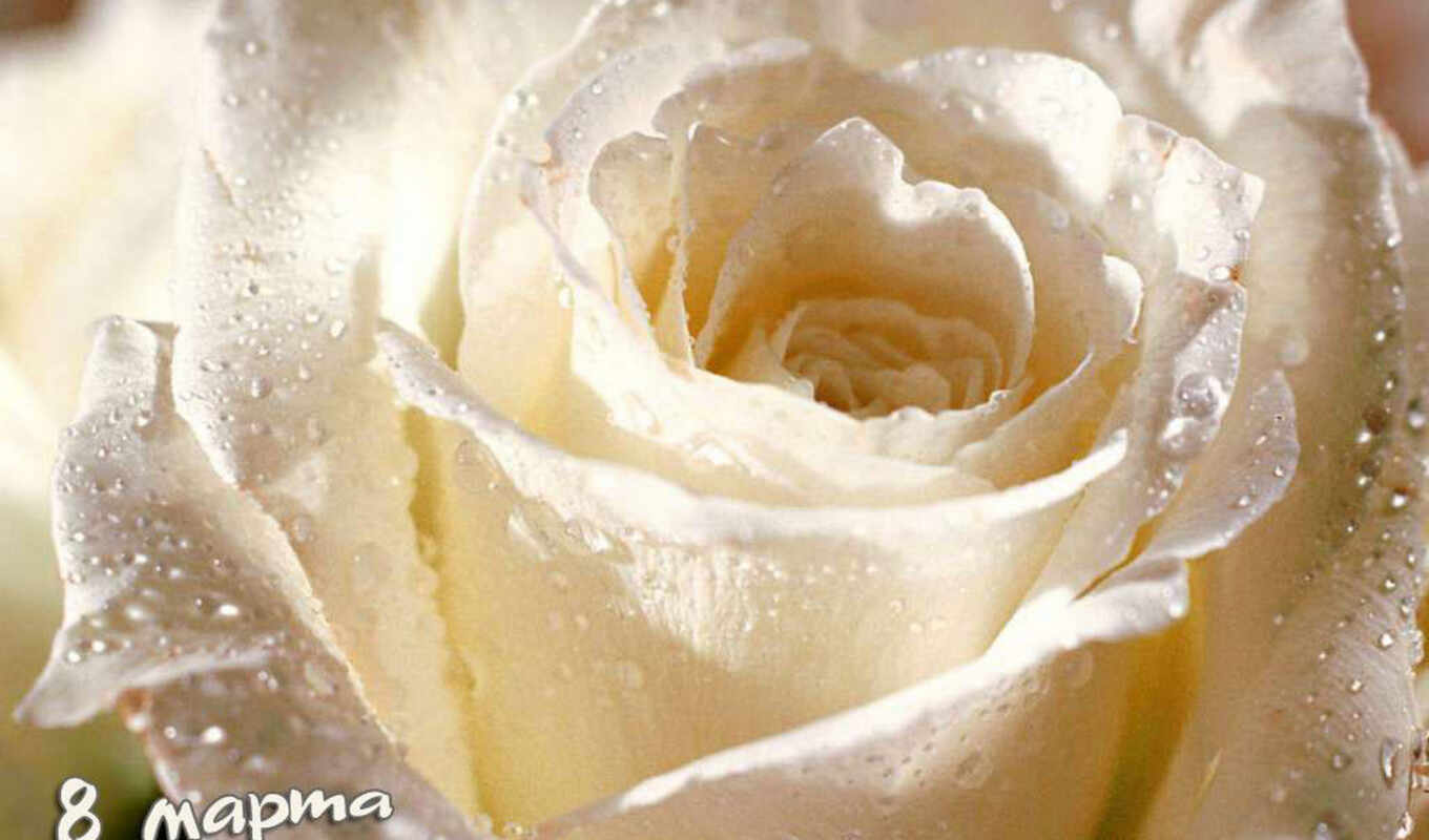 цветы, роза, white, cover, роса, красивый, миг, миро, dushit