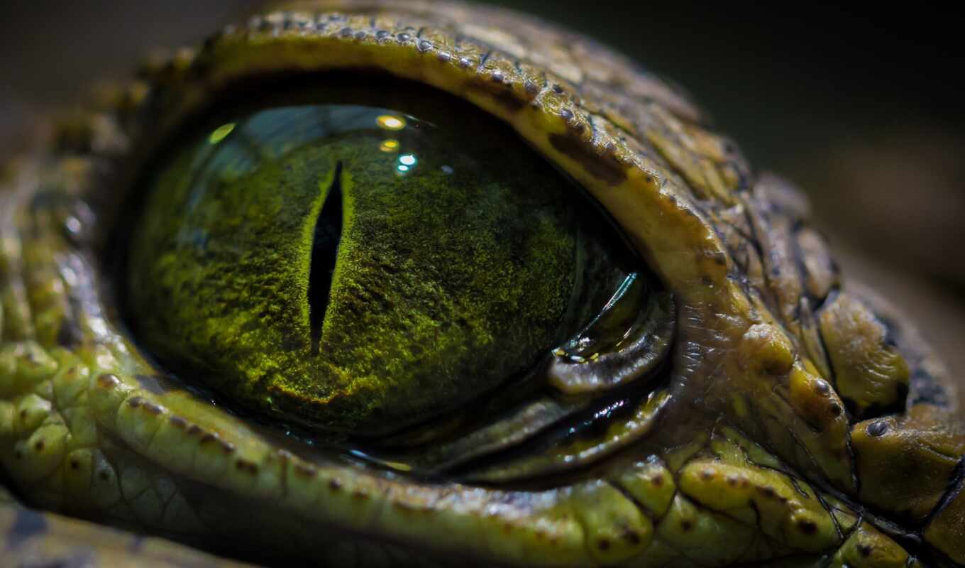 eye, crocodile, basilisk