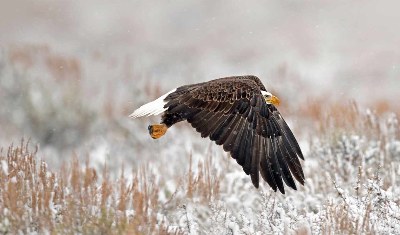 bird, orlan, grand, wyoming, teton, bald