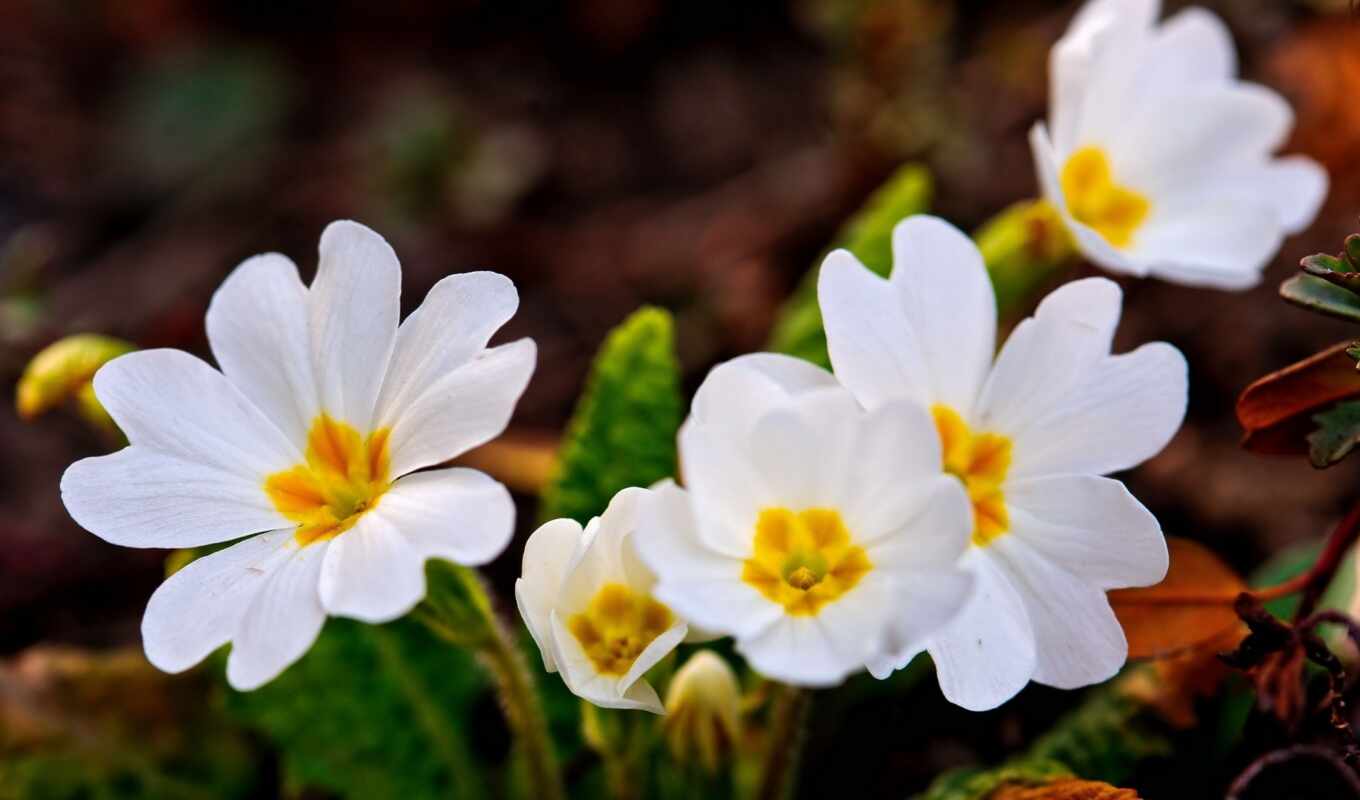 photo, flowers, white, garden, petal, plant, adobe, mean, primrose, primula