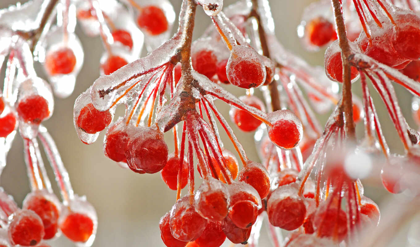 nature, ipad, picture, Red, macro, ice, winter, frost, berries, branches, ice, cold, murksh