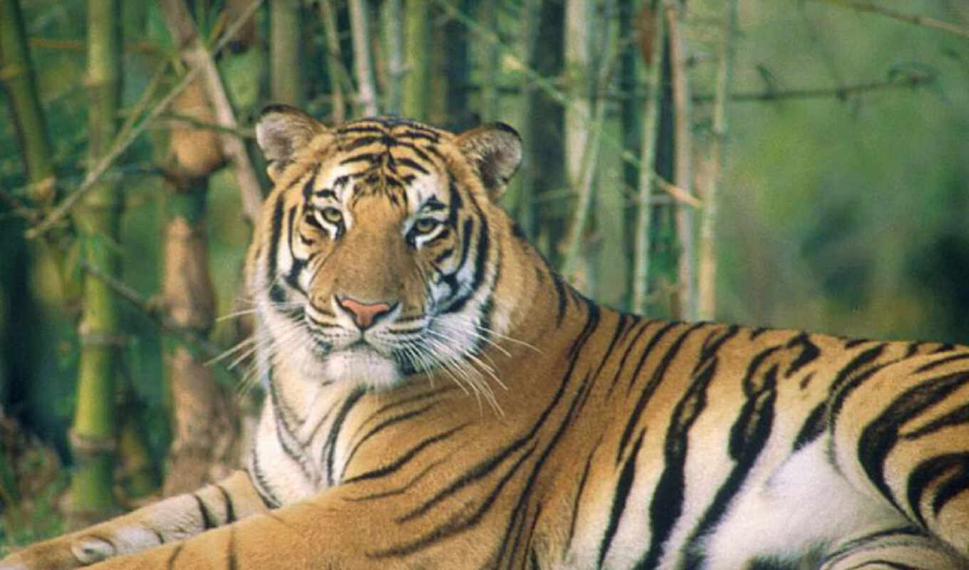 тигры, tigris, только, белый, тигр, индийский, подвид