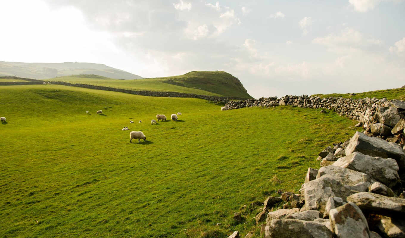 голова, оц, ireland, northern, овец, торр, овцы, grazing