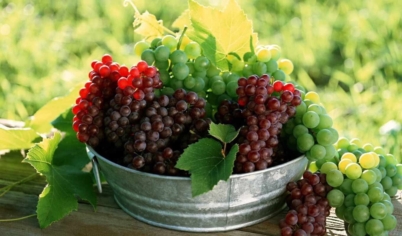 зооклубе, виноград, фруктов, ягод, ягоды, винограда