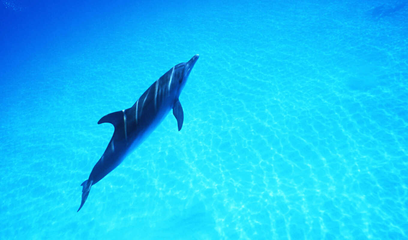 free, picture, code, dolphin, animal, robertson, cialis