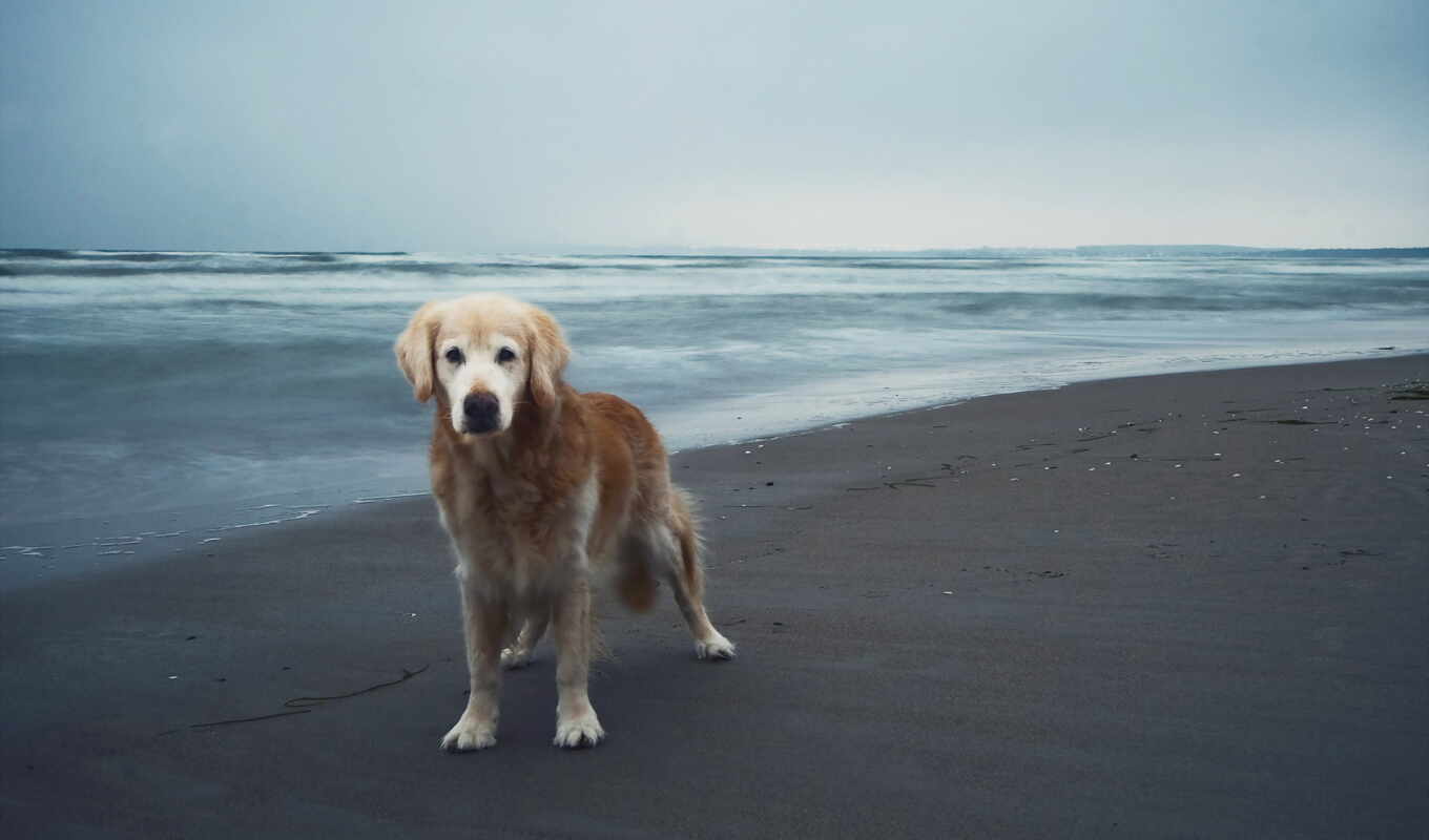 собака, пляж, код, золотистый, страница, dogs, cute, retriever, 