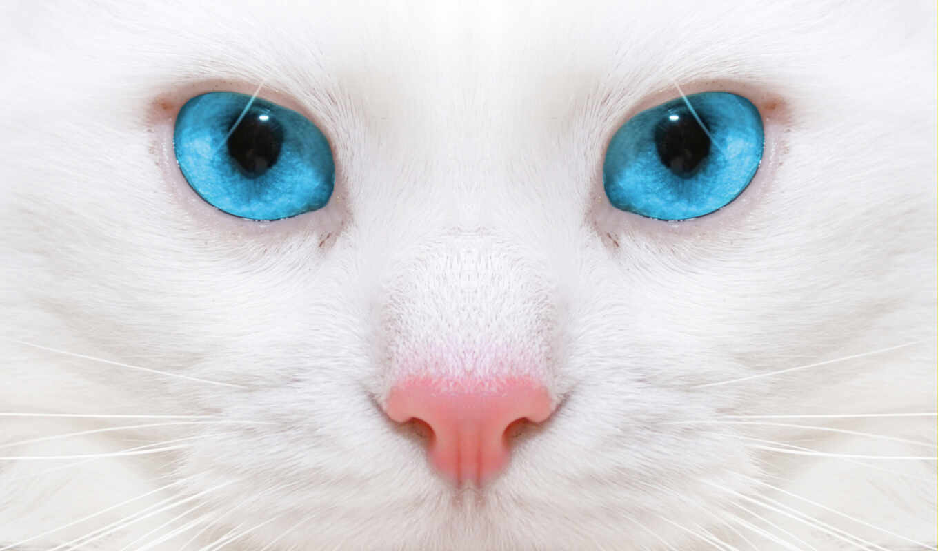 blue, white, глаз, кот, биг, котенок, красивый