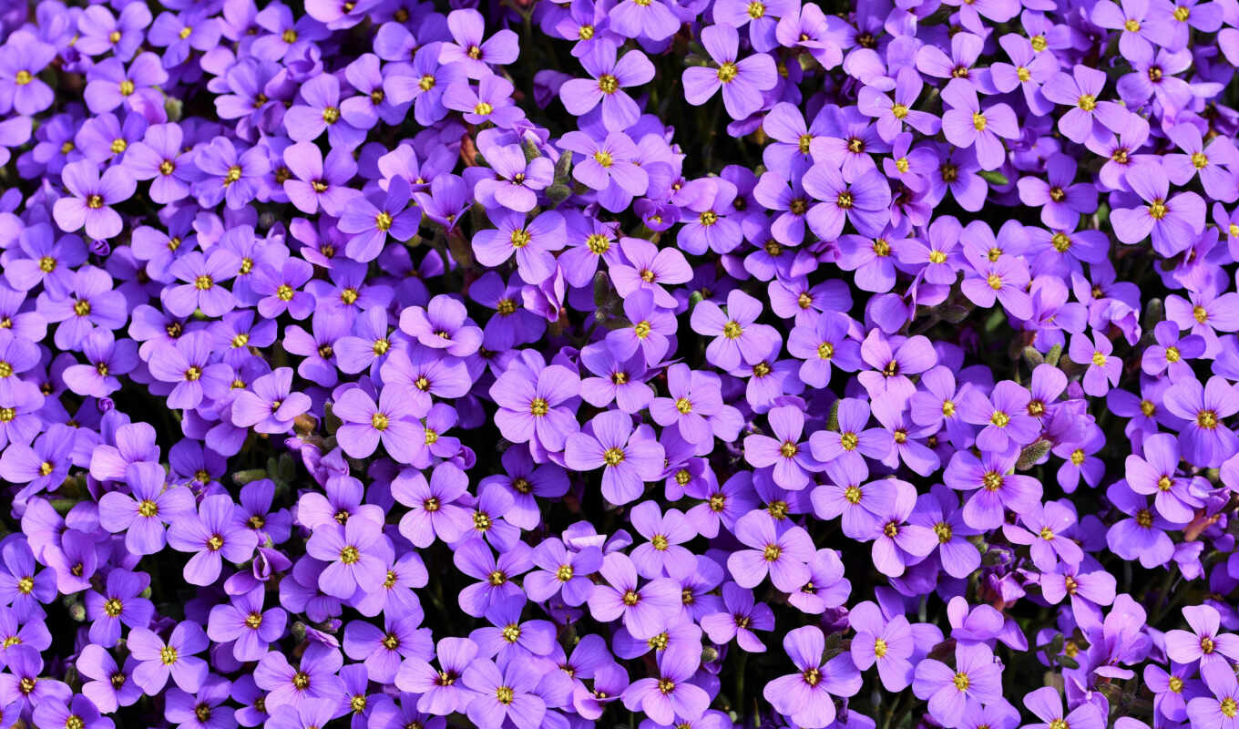 цветы, purple, женский, color, cvety, nail, jersey, балахон, obriet