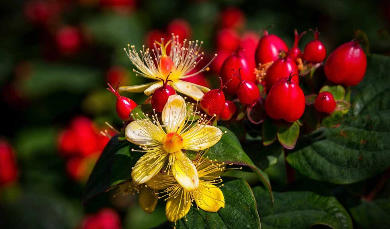 flowers, view, red, branch, blossom, hypericum
