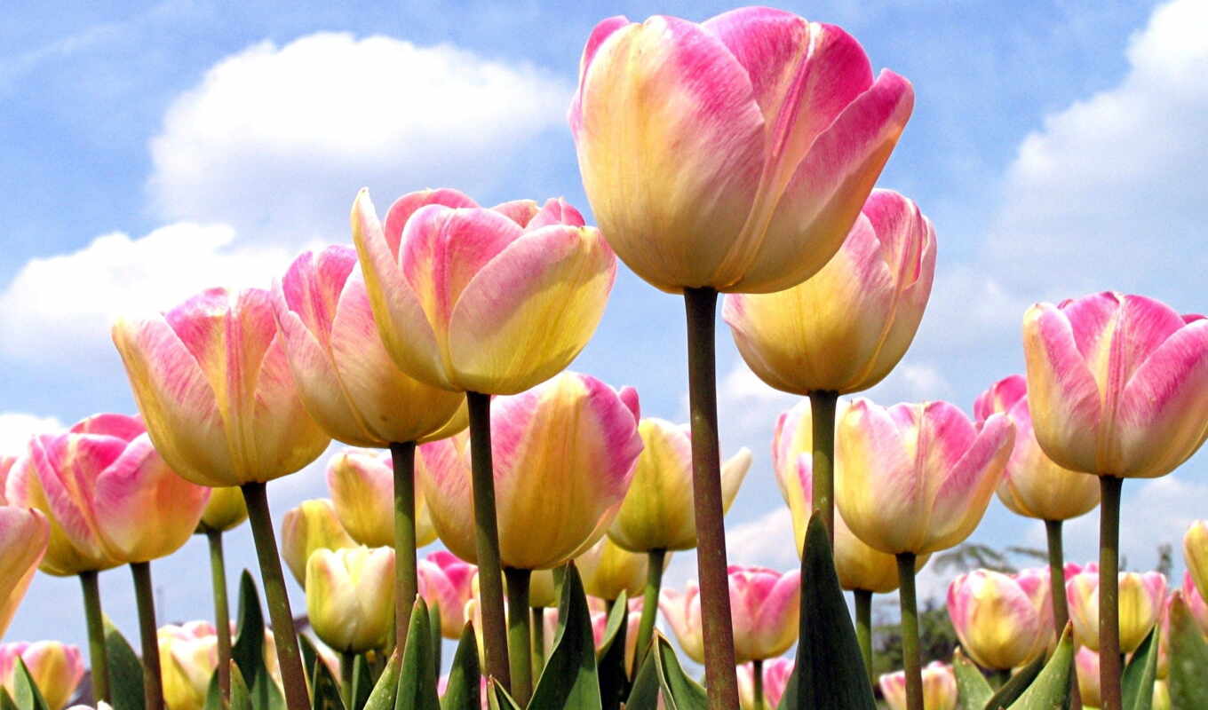 sky, flowers, sun, flow, tulip