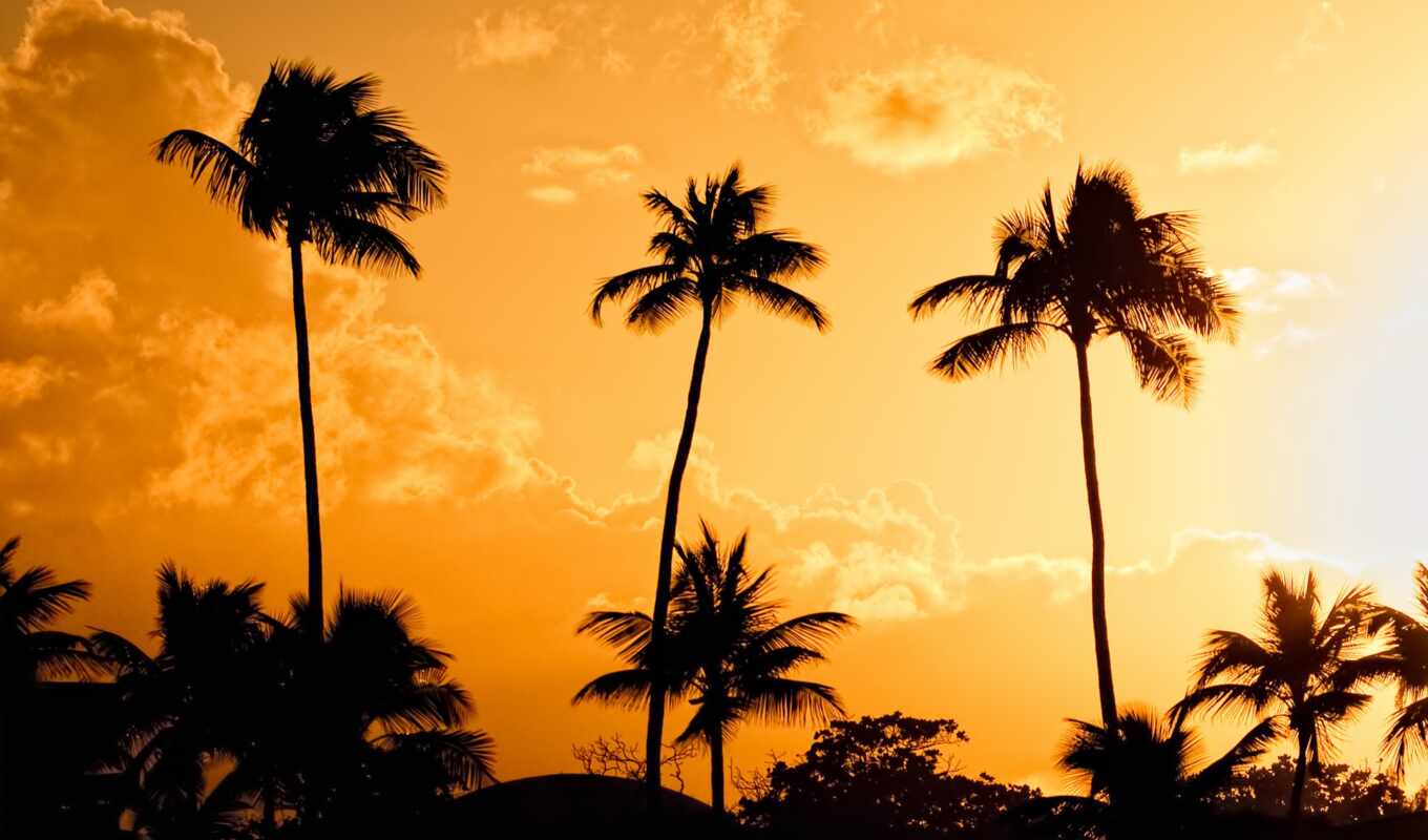 sky, sunset, palm