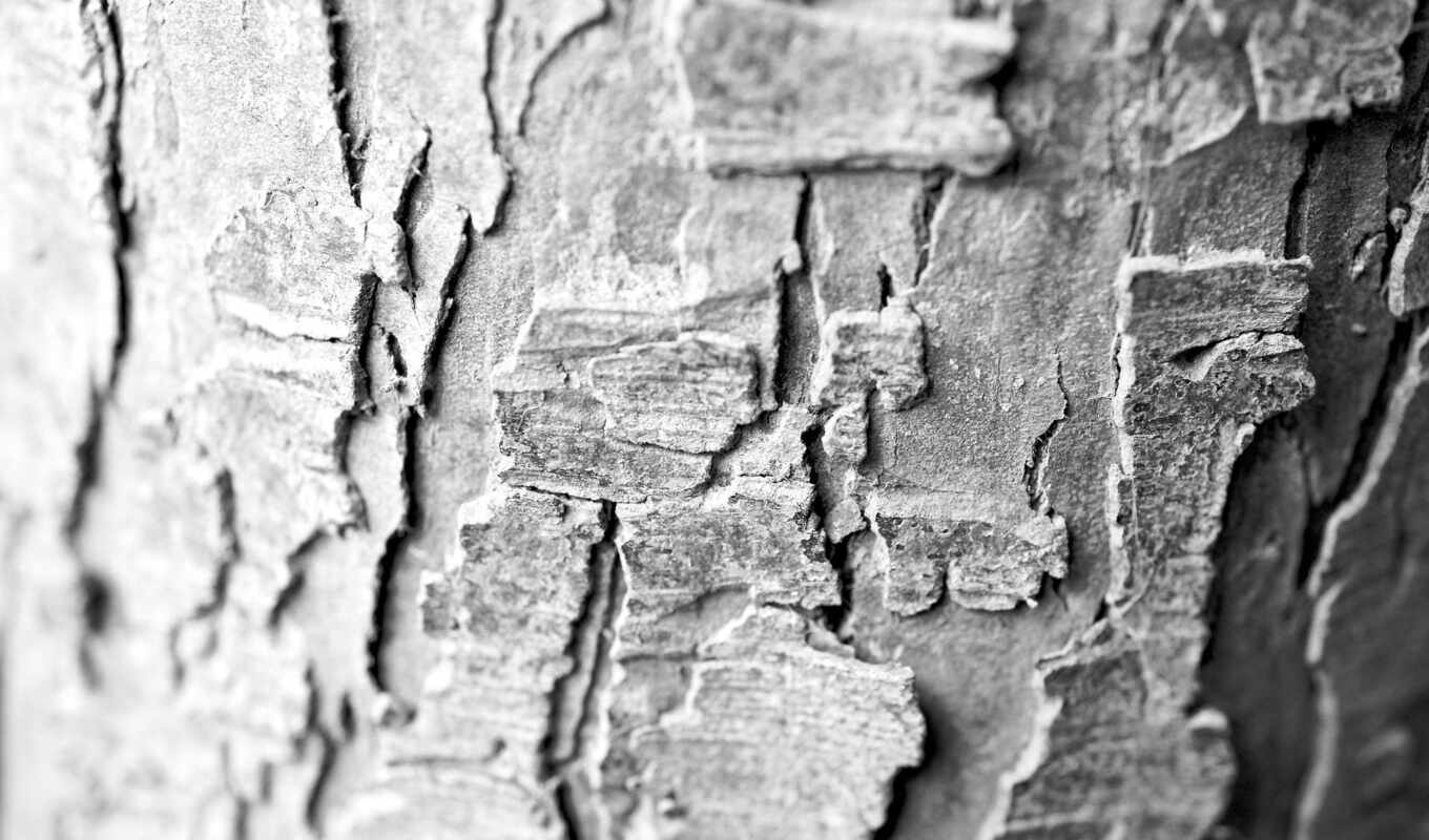 texture, tree, pic, bark, makryi, gamerwall