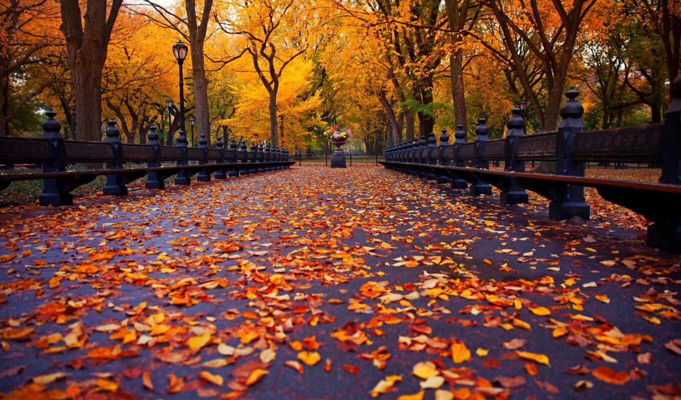природа, дерево, new, осень, пасть, park, york, leaf, скамейка