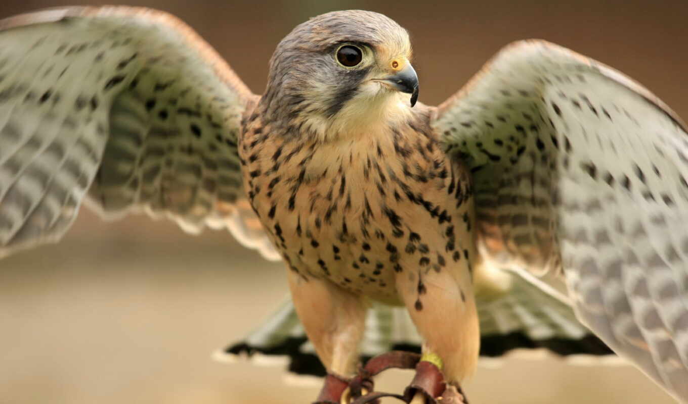 птица, animal, falcon
