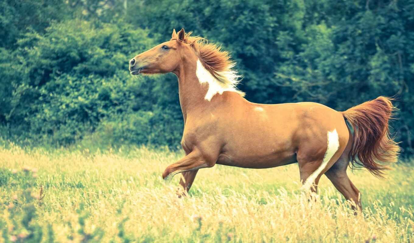 white, horse, field, gallery, brown, running, horses