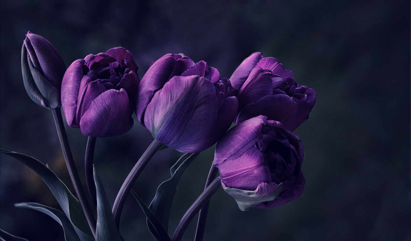цветы, тюльпаны, фиолетовые
