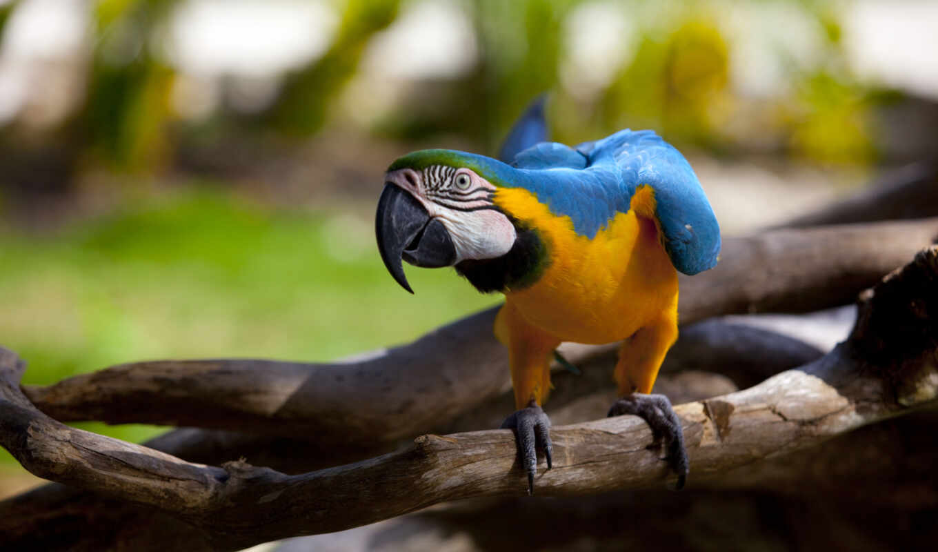 bird, scared, a parrot, beak, macaw, feathers