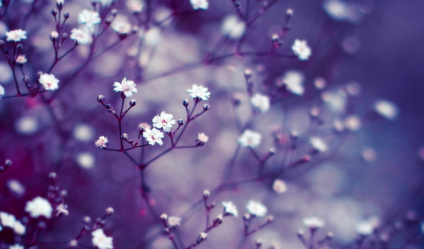 large format, macro, lilac, cvety, buds, branches, blurring