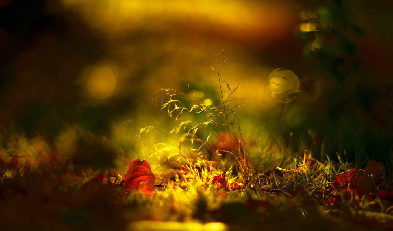 sheet, light, grass, autumn, foliage, different, leaves
