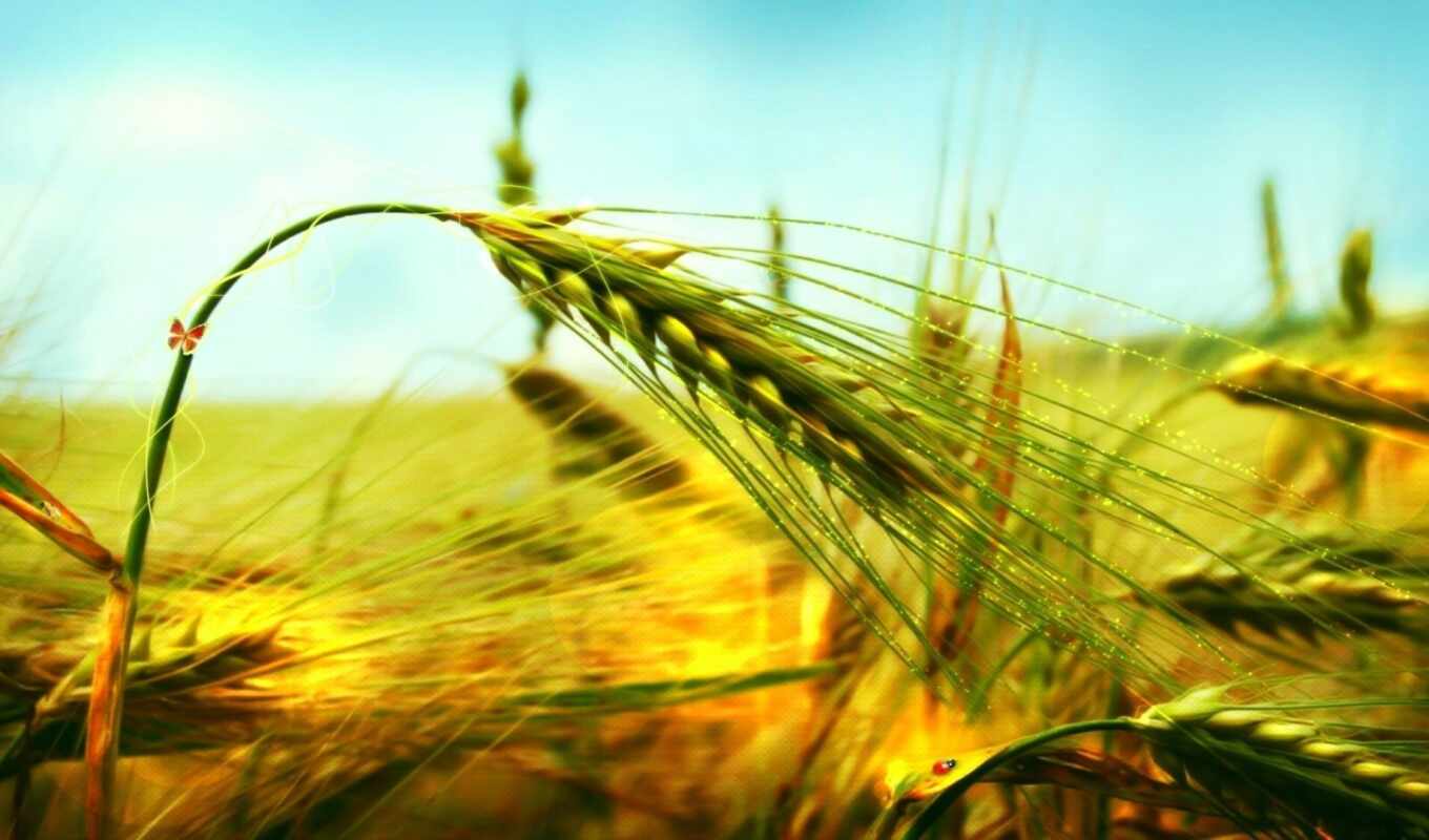 серьги, rye, пшеница