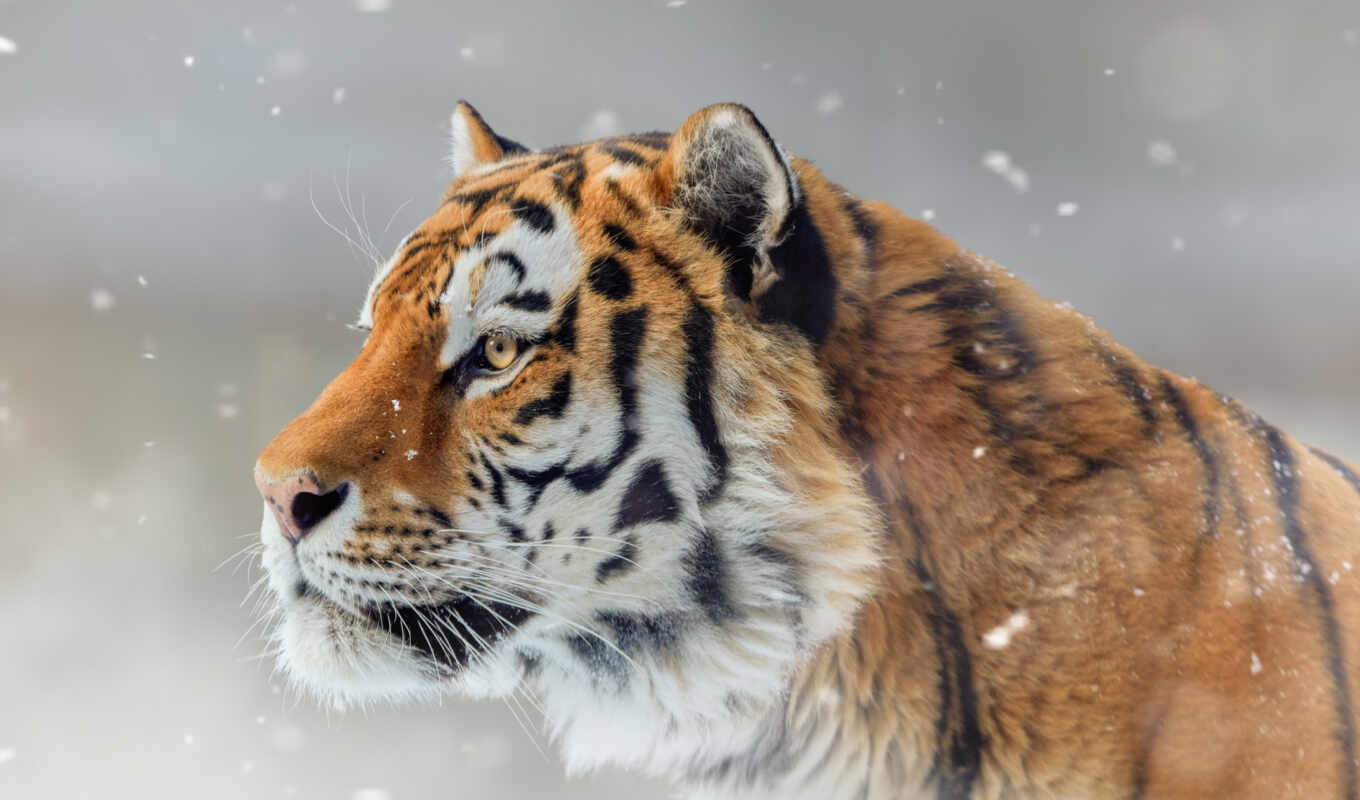 snow, cat, portrait, tiger, wild, tigris, siberian