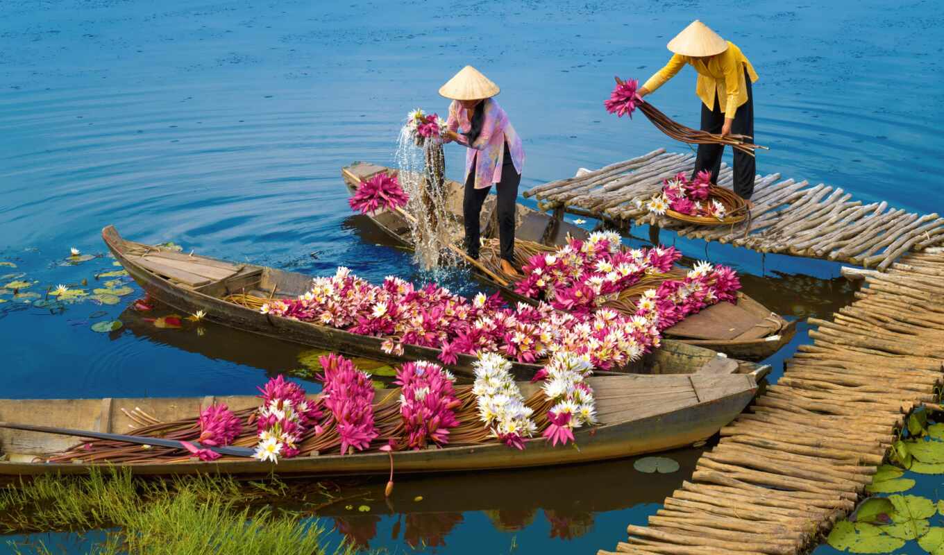 flowers, water, asian, a boat, lily, harvest, rural, asia