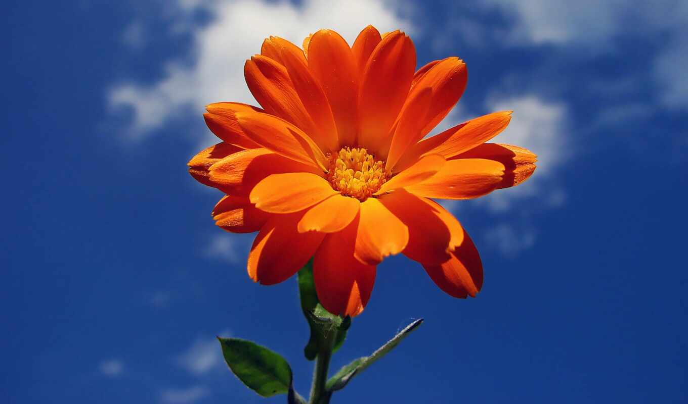 небо, цветы, summer, оранжевый