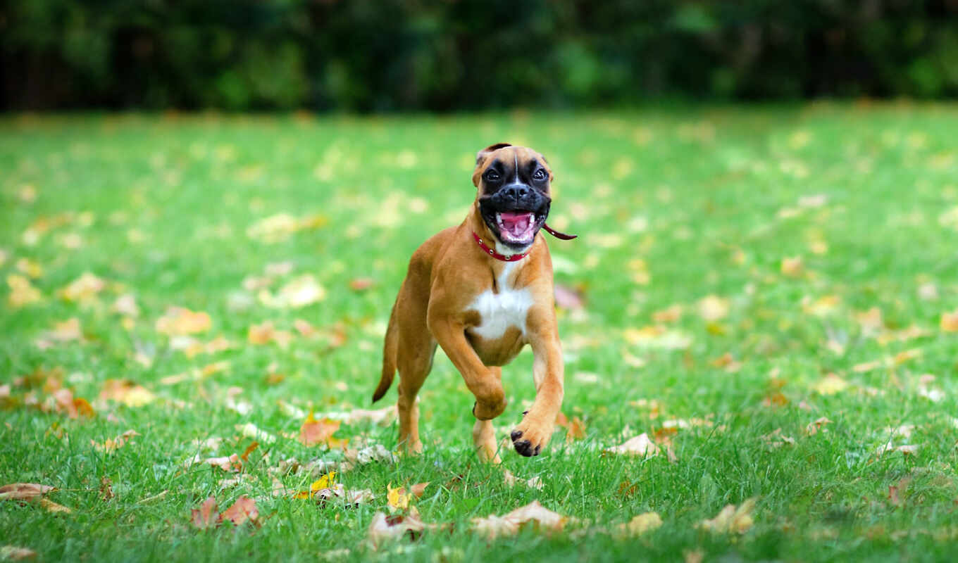 трава, собака, animal, boxer