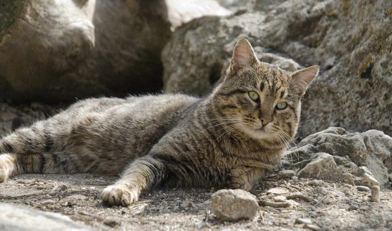 камень, кот, landscape, small, gato, medium, млекопитающее, tabby, slit, okruzhauschee