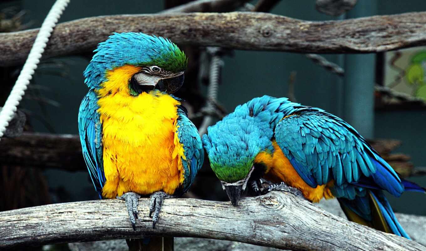 blue, green, bird, a parrot, yellow, macaw, pickpikroyalty