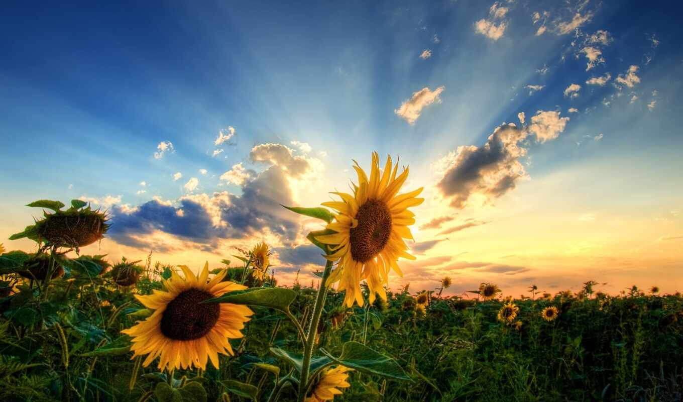 sun, поле, там, сквозь, блестящий, clouds, sunflowers