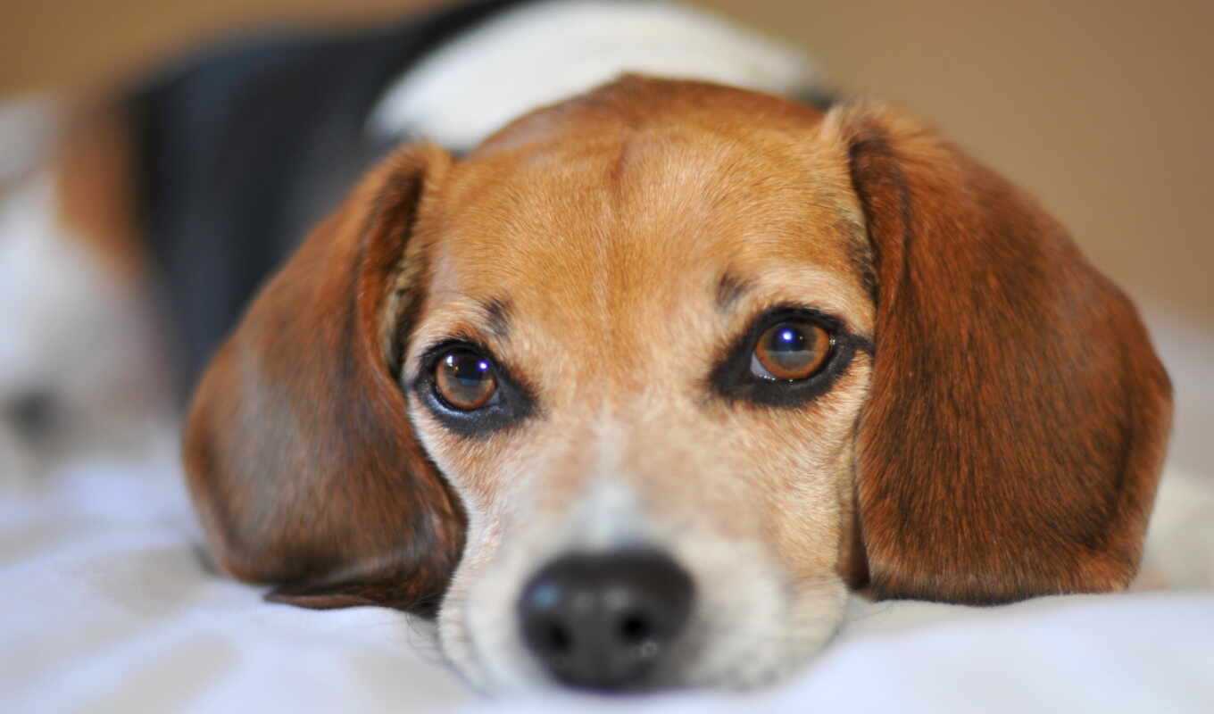 dog, dogs, dogs, beagle, different, grass, sadness, nature, eyes, charière