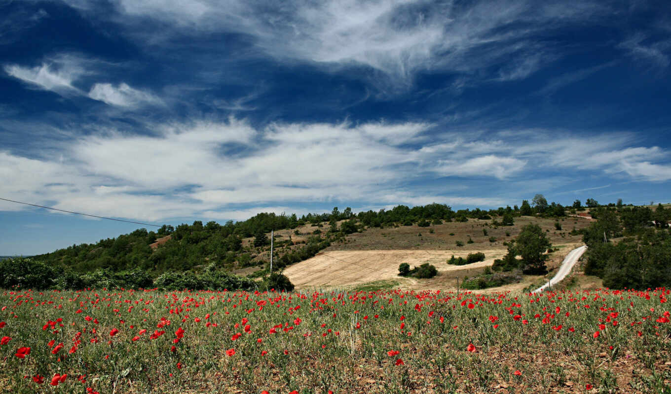 sky, summer, Samsung, field, galaxy, different, poppies, makes