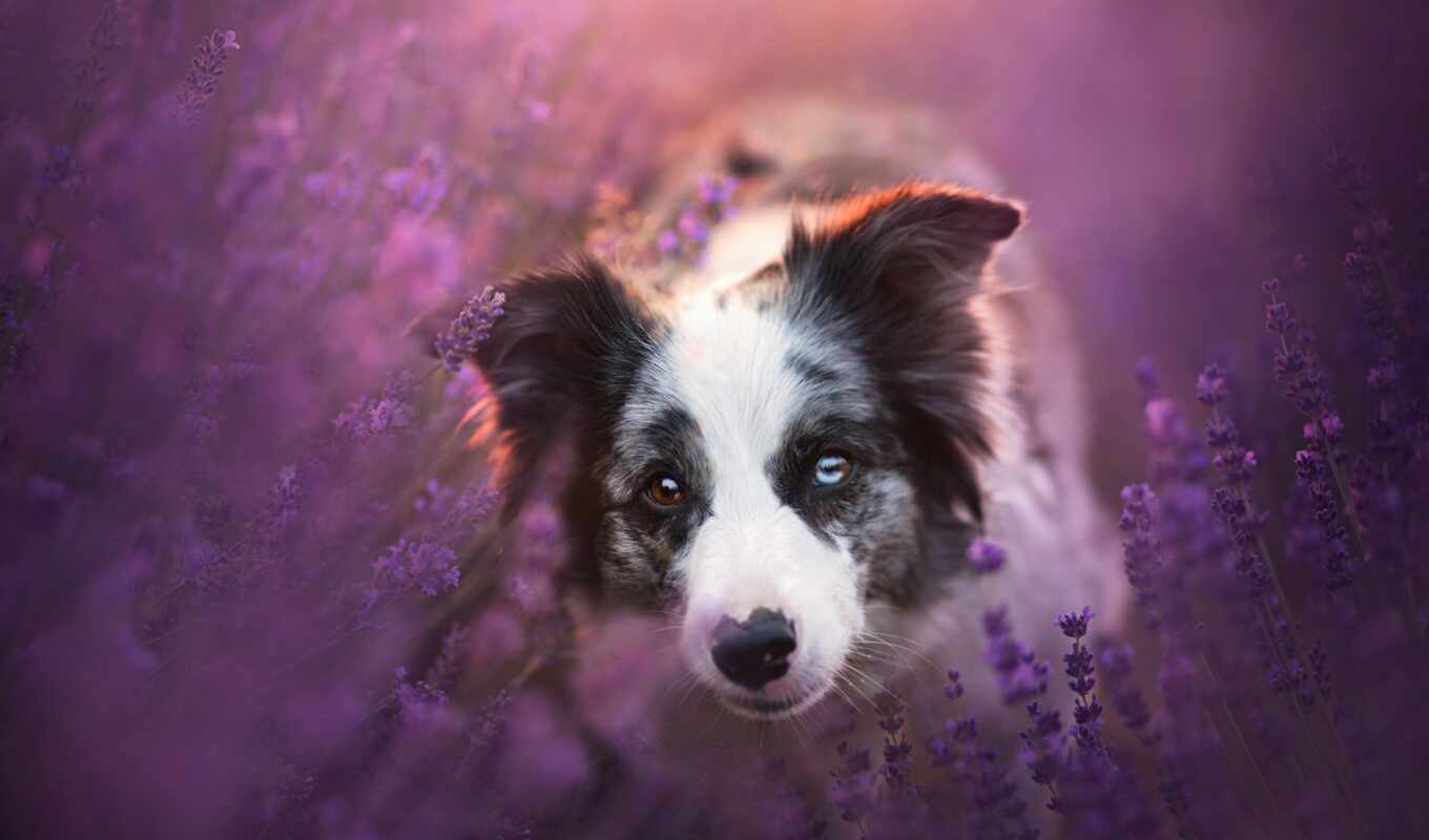 view, style, field, model, dog, muzzle, border, cvety, lavender, meadow, collie