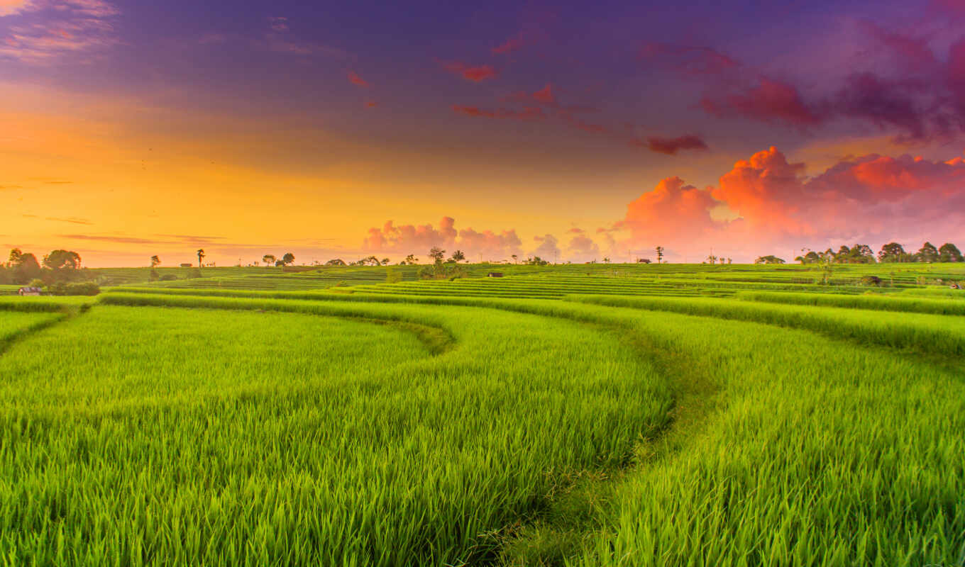 зелёный, поле, landscape, рис, illustration, rahmad, heawan