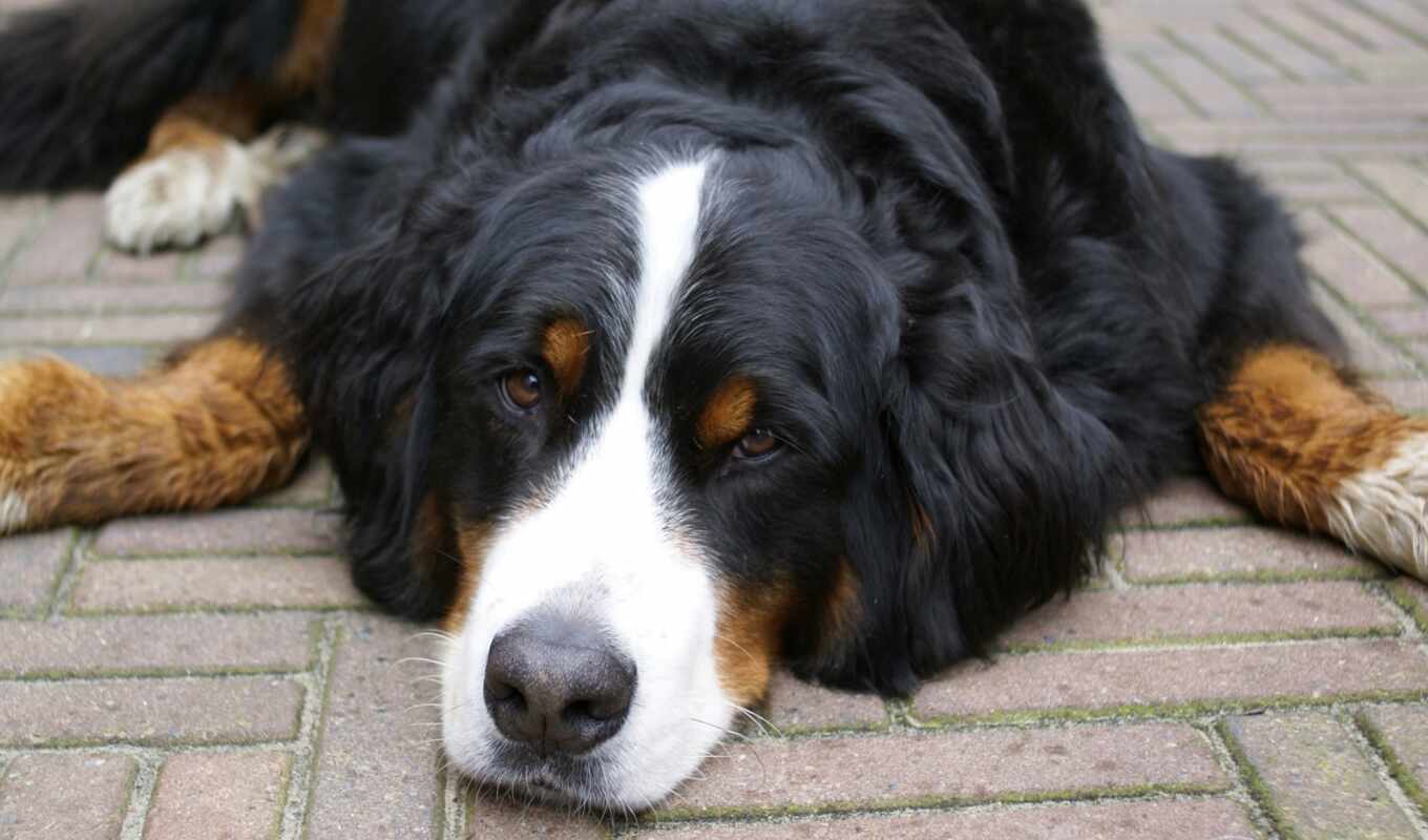 гора, собака, berner, bernese, зенненхунда