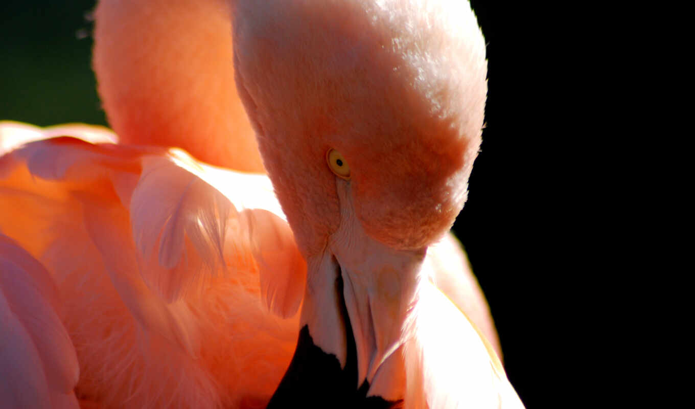 bird, flamingo