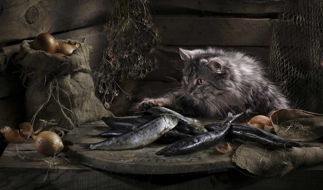 cat, the cat, Svetlana, still-life, nathurmor, cat, pavlov