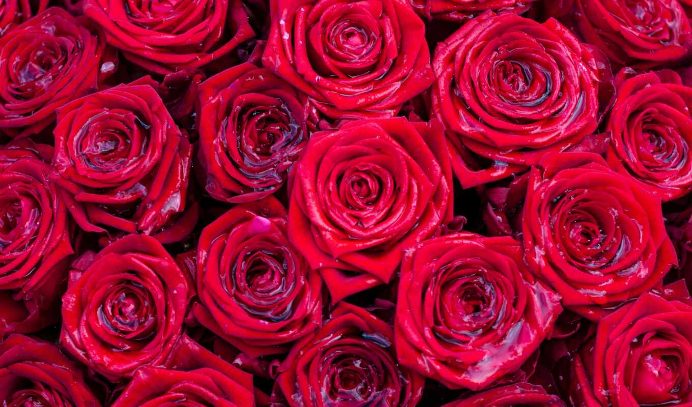 flowers, graphics, texture, vector, red, roses, buds, many