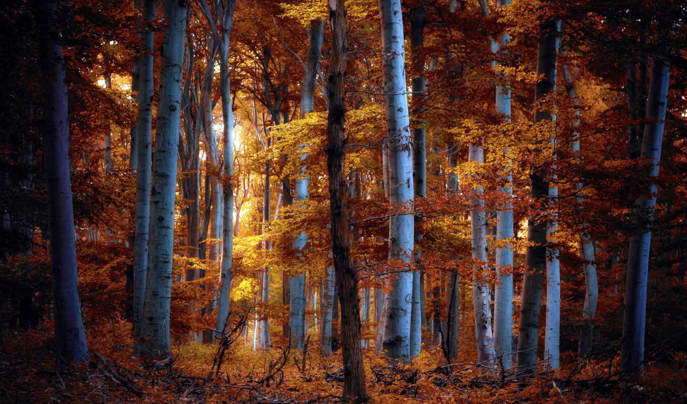 desktop, free, лес, осень, sfondi, slike, jesen, pozadine