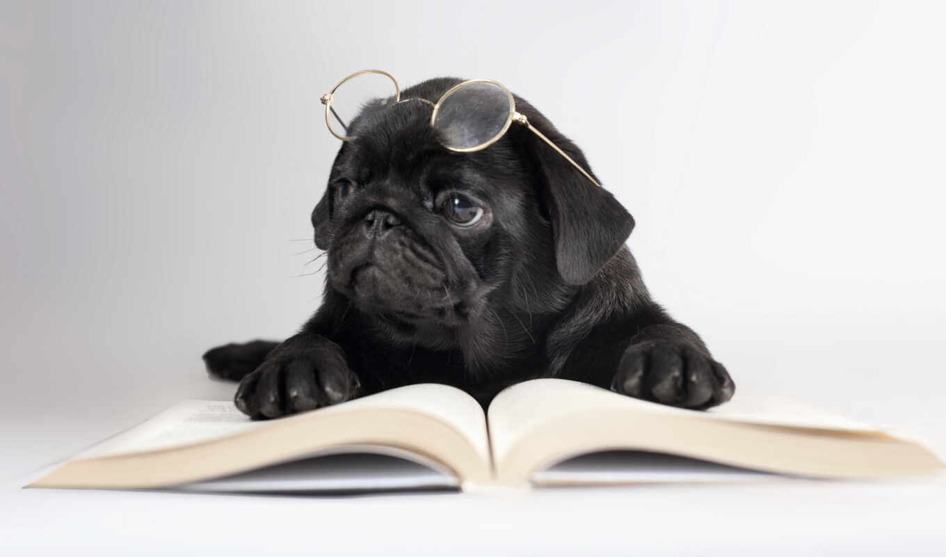 взгляд, широкоформатные, книга, собака, очки, собаки, zhivotnye, мопс