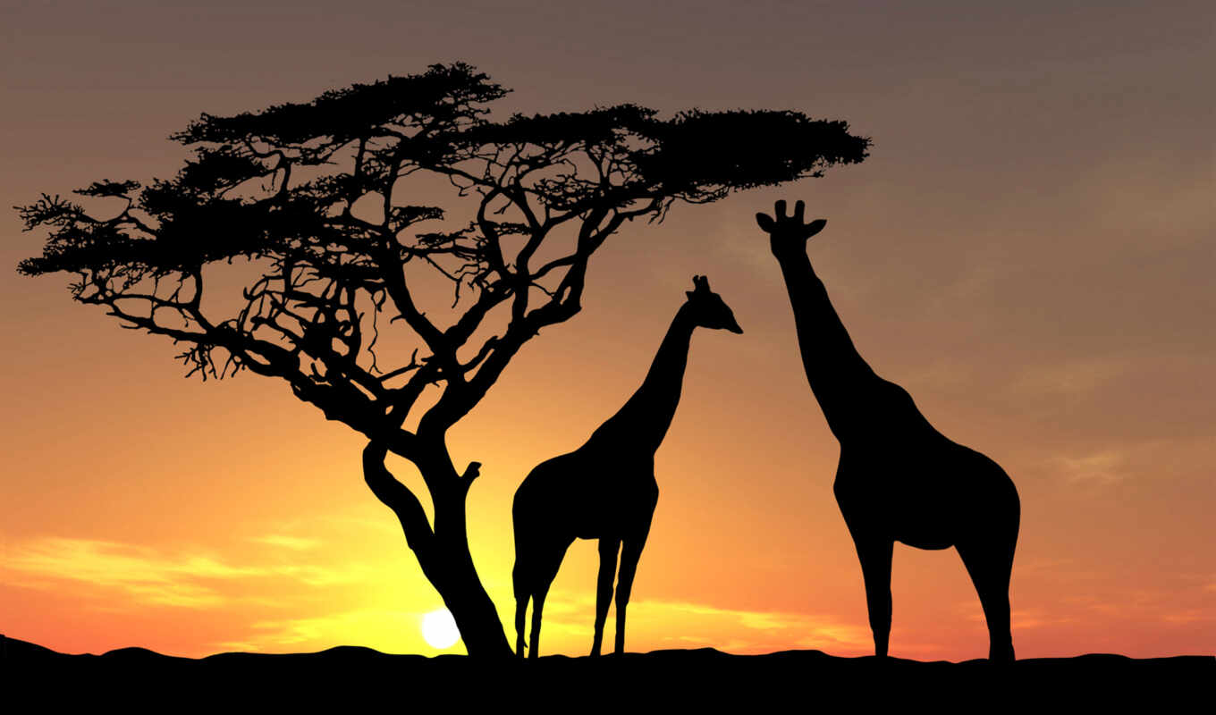 art, закат, lodge, pinterest, african, жираф, сафари, kenya