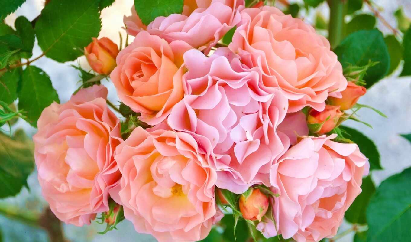 цветы, роза, розовый, персик, funart, oir