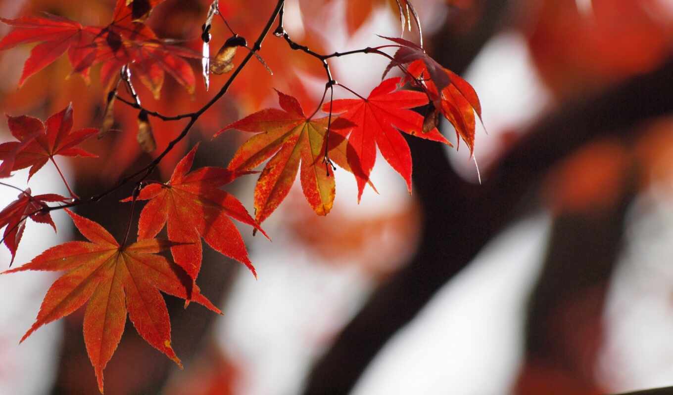 осень, япония