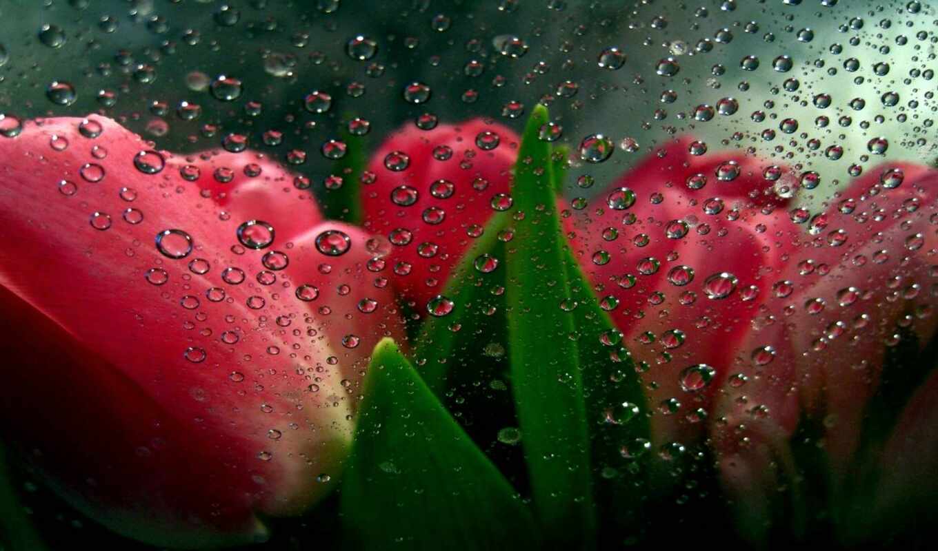 цветы, drop, тюльпан