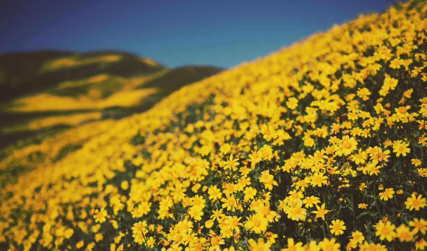 flowers, picture, field, yellow, margarida, because